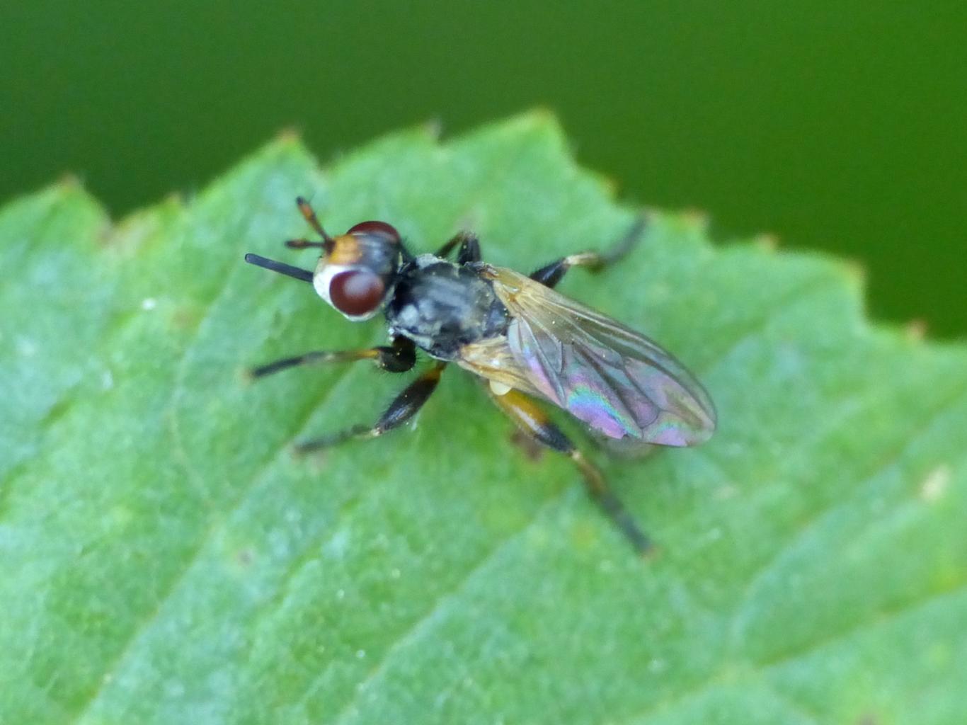 Piccolo Conopidae: Thecophora sp.